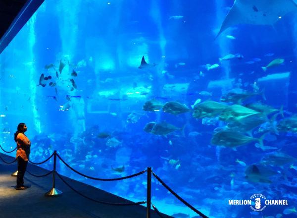 S.E.A Aquarium(シー・アクアリウム)の巨大水槽オーシャン・ギャラリー