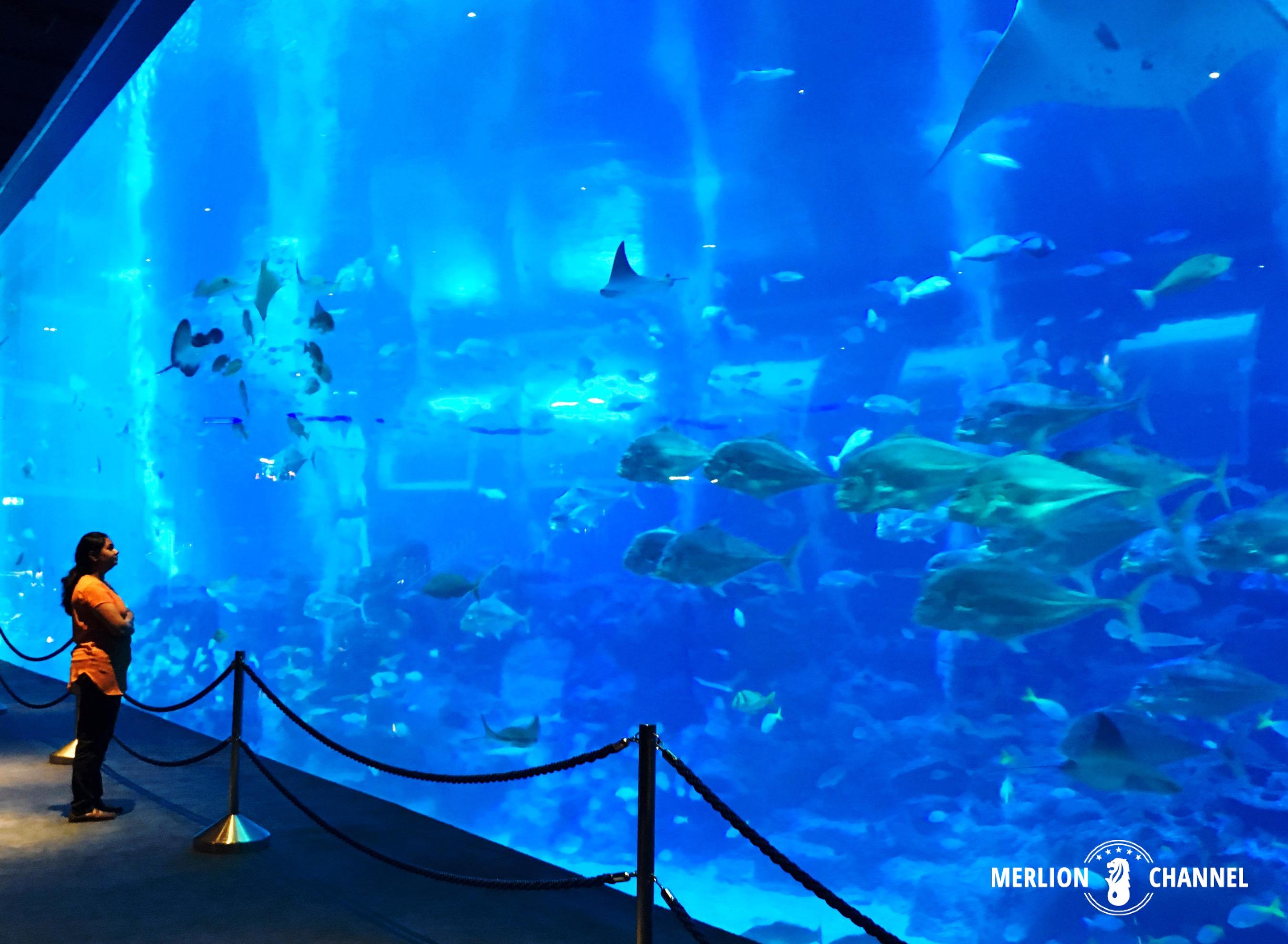世界最大級の巨大水槽 シンガポールの水族館 シー アクアリウム Merlion Channel