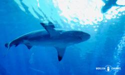 「シー・アクアリウム(S.E.A Aquarium)」のオーシャン・ギャラリー