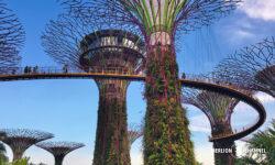 「ガーデンズ・バイ・ザ・ベイ(Gardens by the Bay)」スーパーツリー・グローブ(Supertree Grove)