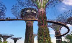 「ガーデンズ・バイ・ザ・ベイ（Gardens by the Bay）」スーパーツリー・グローブ（Supertree Grove）