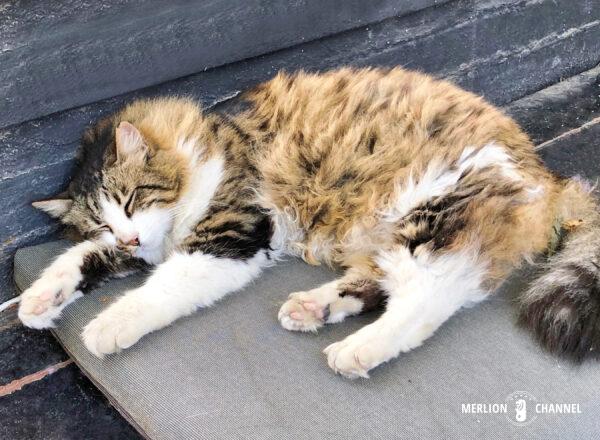 お昼寝中の猫ちゃん