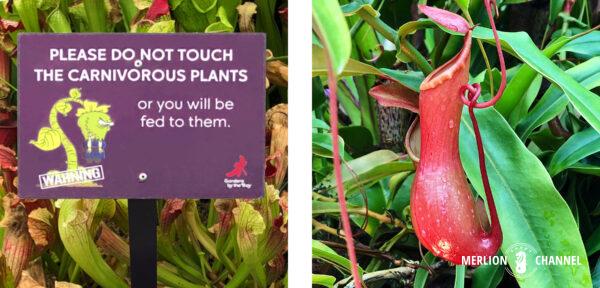ガーデンズ・バイ・ザ・ベイの「クラウド・フォレスト（Cloud Forest）」の食虫植物