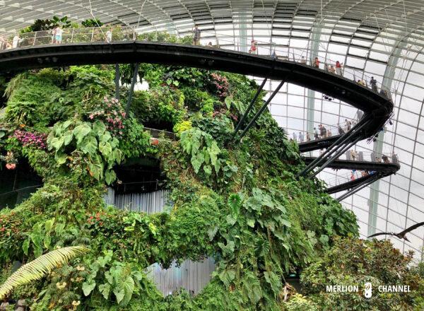 ガーデンズ・バイ・ザ・ベイの「クラウド・フォレスト（Cloud Forest）」クラウド・ウォーク