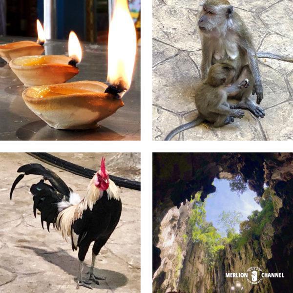「バトゥ洞窟」の最奥部には、サルやニワトリがいっぱい