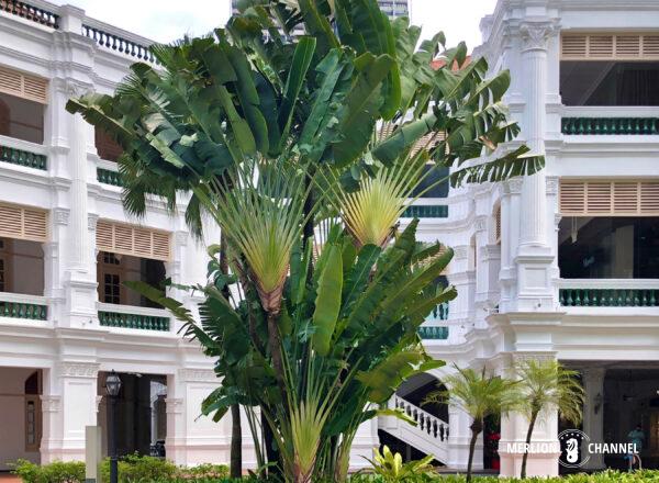 「ラッフルズホテル（Raffles Hotel）」のシンボルマークの由来となったタビビトノキ（Traveler's Palm）