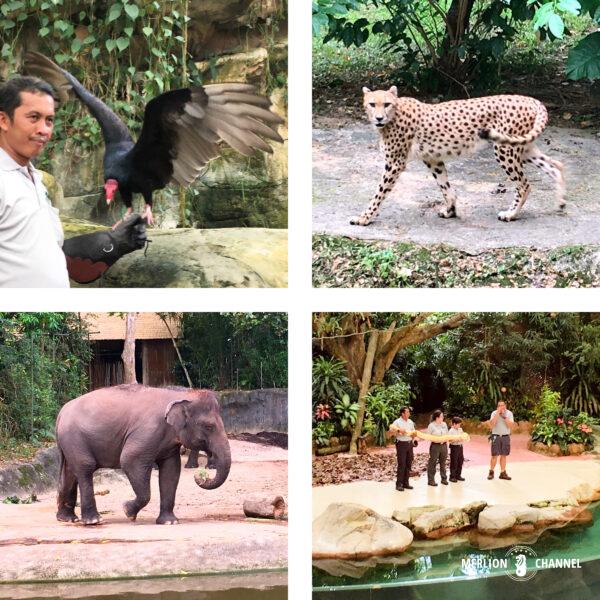 シンガポール動物園の動物&ショー